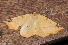 Caripeta triangulata