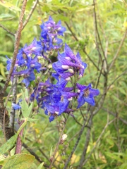 Delphinium retropilosum