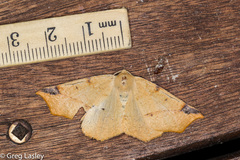 Caripeta triangulata
