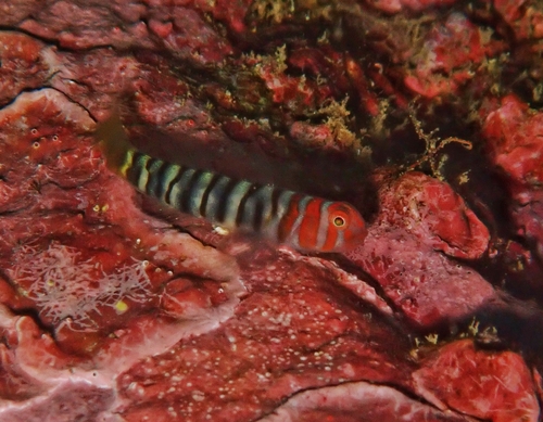 Banded Cleaner Goby