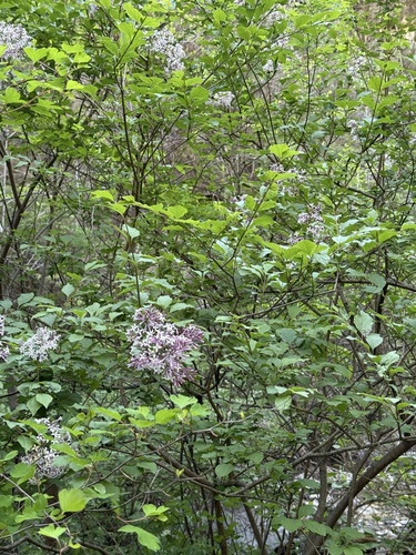 Syringa pubescens