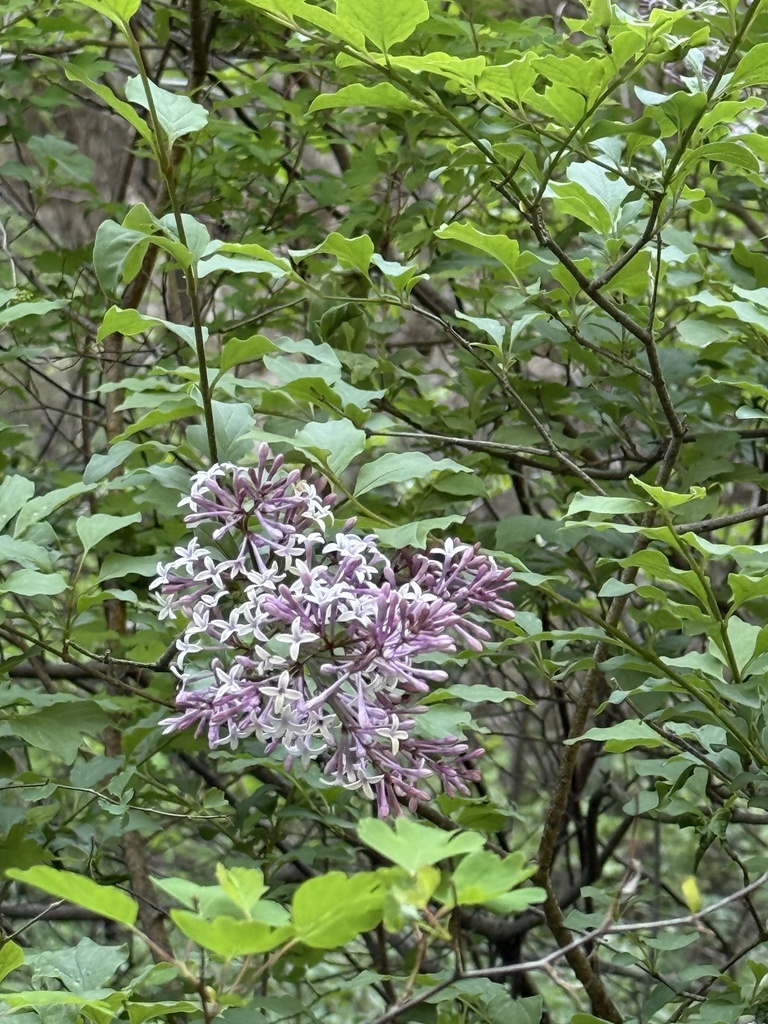 Syringa pubescens, 虎峪自然风景区, 北京市, CN