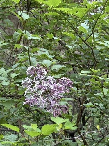 Syringa pubescens