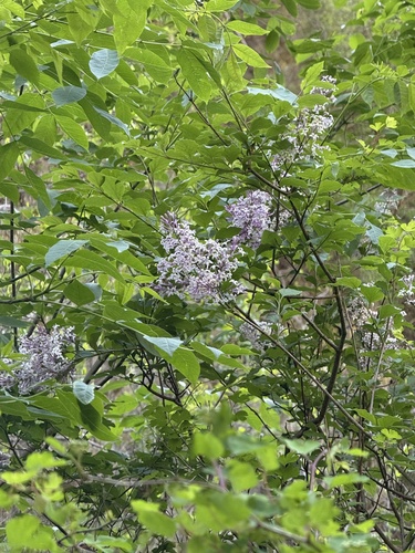 Syringa pubescens