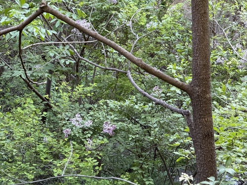 Syringa pubescens