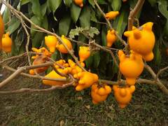 Solanum mammosum