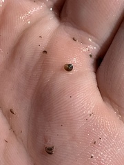 Pyrgulopsis merriami