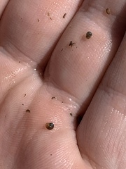 Pyrgulopsis merriami