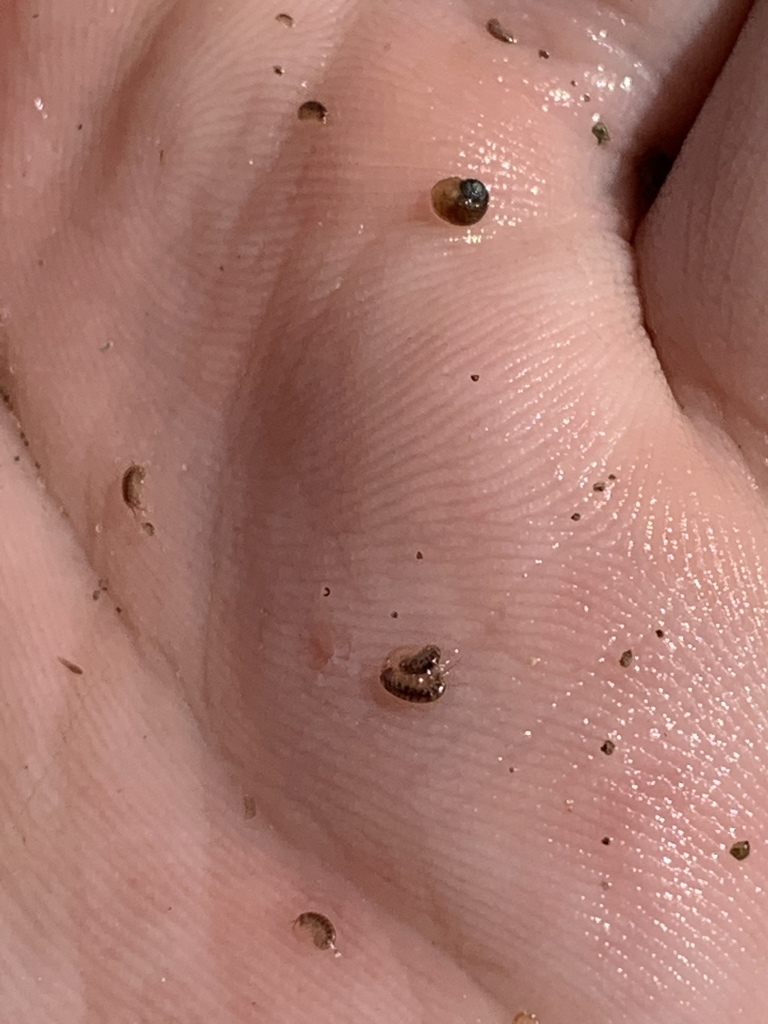 Pahranagat Pebblesnail