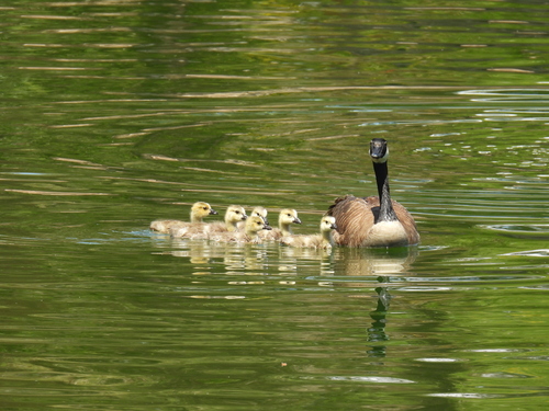 Canada Goose photographed in Nevada