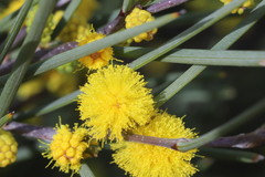 Acacia heteroneura