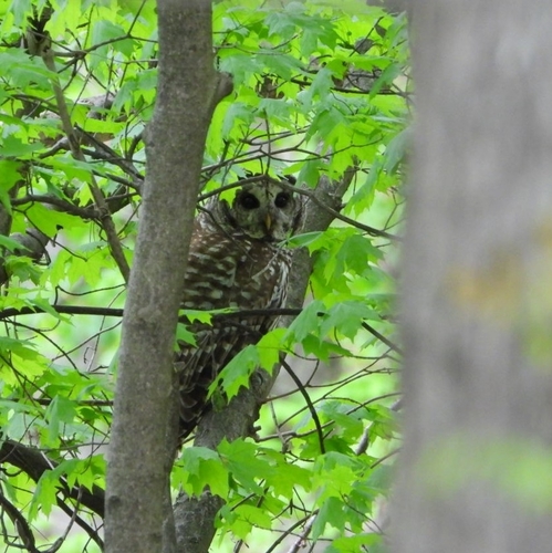 Barred Owl photographed in West Virginia