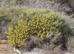 Acacia heteroneura