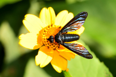 Cyananthrax cyanopterus