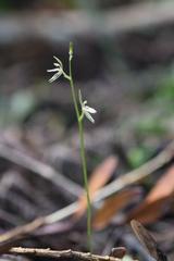 Cyrtostylis oblonga