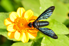 Cyananthrax cyanopterus