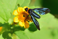 Cyananthrax cyanopterus