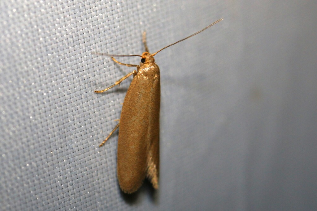 Straw-coloured Tubic