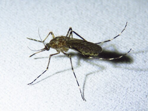 Cattail Mosquito photo 6