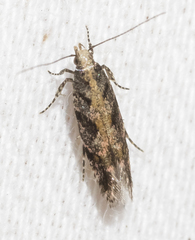 Aristotelia rubidella