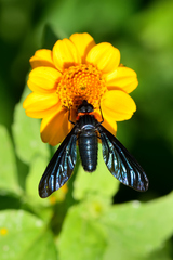 Cyananthrax cyanopterus