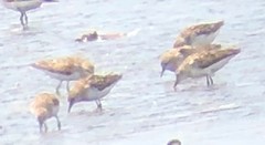 Calidris pusilla