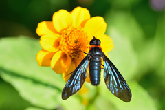 Cyananthrax cyanopterus