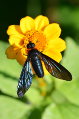 Cyananthrax cyanopterus