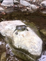 Actinemys marmorata pallida