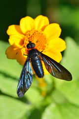 Cyananthrax cyanopterus