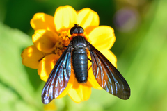 Cyananthrax cyanopterus