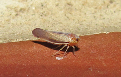 Omolicna uhleri