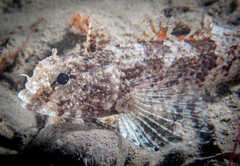Ocellate Triplefin photo 1