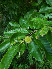 Castanea sativa