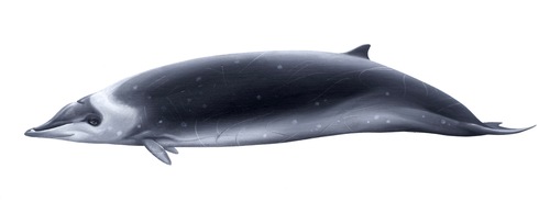 Hector's Beaked Whale