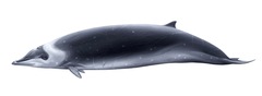Hector's Beaked Whale photo 1
