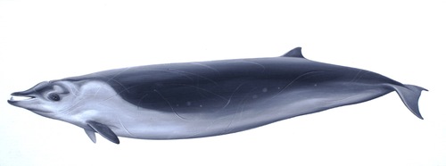 Medium