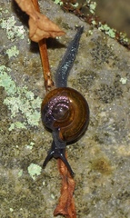 Limacoidei