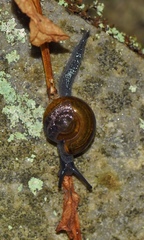 Limacoidei