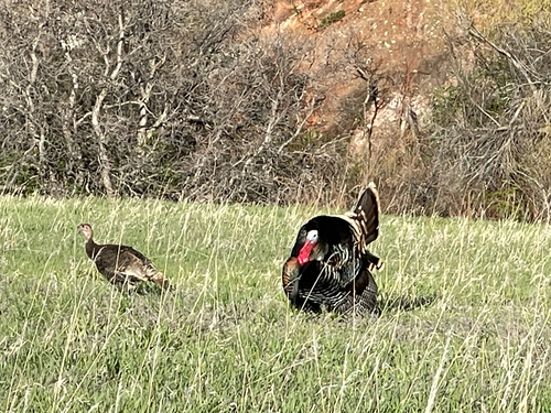Wild Turkey photographed in Colorado