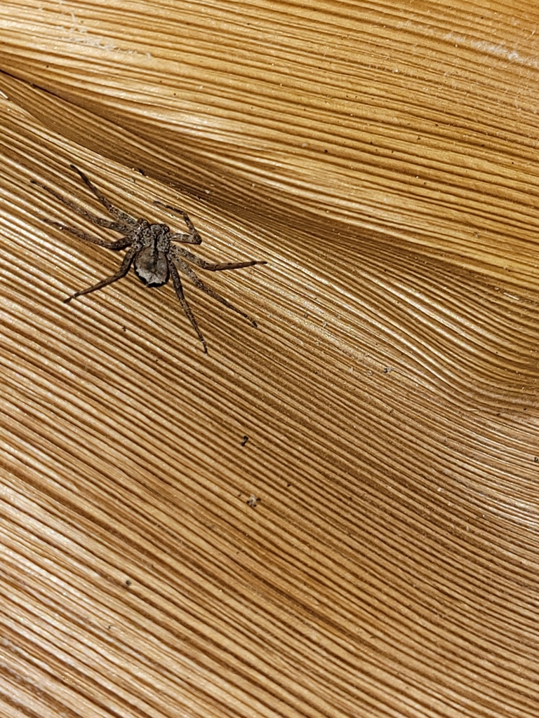 Selenops submaculosus