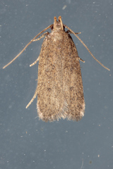 Glyphidocera