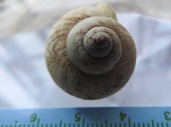Cyclophorus punctatus