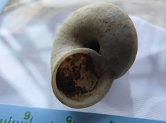 Cyclophorus punctatus