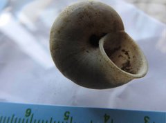 Cyclophorus punctatus