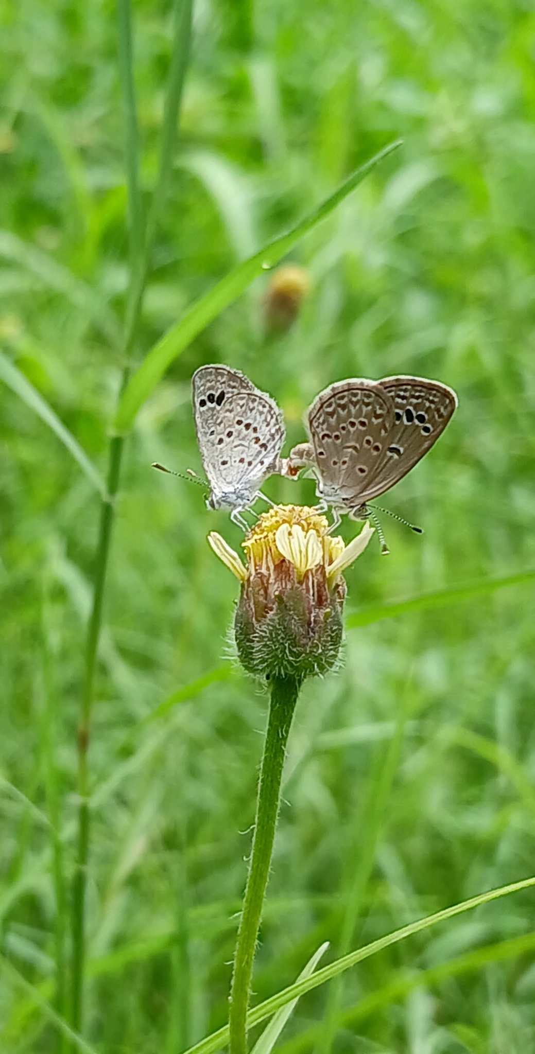 Lesser Grass Blue