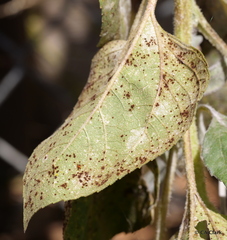 Puccinia helianthi