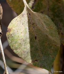 Puccinia helianthi