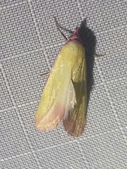 Phytometra obliqualis