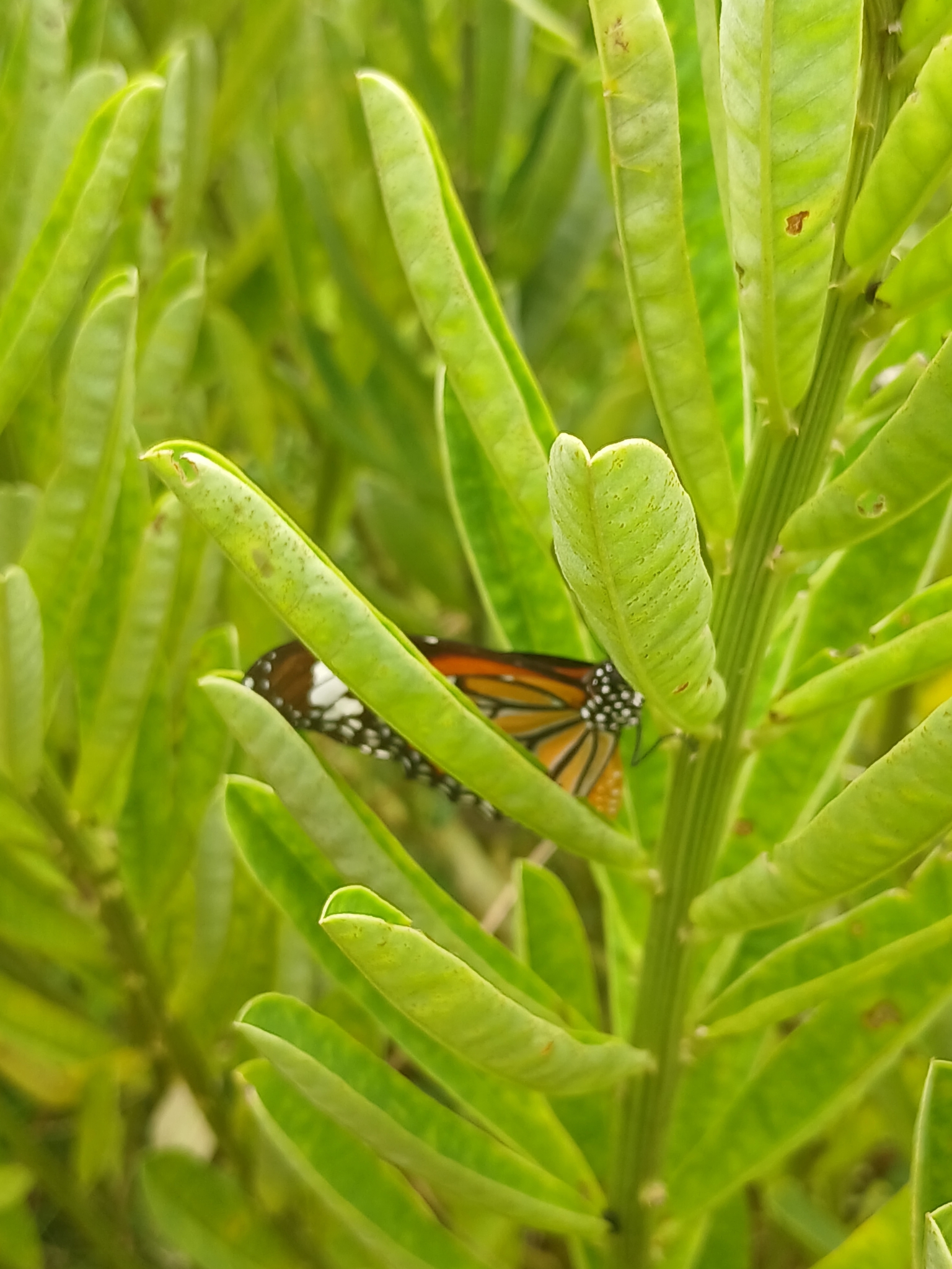 Striped Tiger